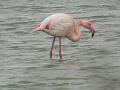 2008_12_Camargue_04 Les Saintes Maries_02